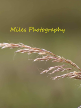 Miles Photographer